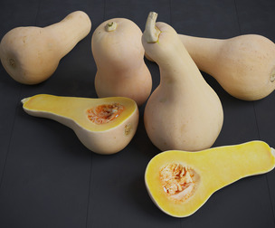 Butternut Squash 6 Models