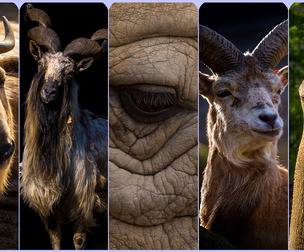 Ungulates vol.2 -Photo Reference Package For Artists-602 JPEGs noAI