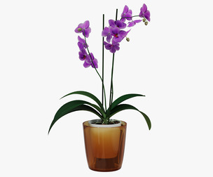 Realistic Purple Orchid in Pot - 3D Model for Interiors