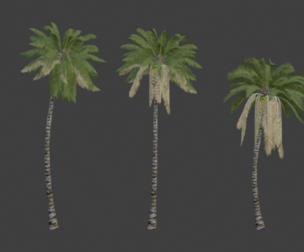Game Ready Coconut