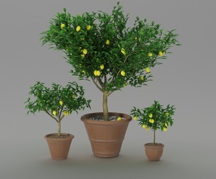 Potted Lemon Tree Set - 3 Sizes - Realistic 3D Model