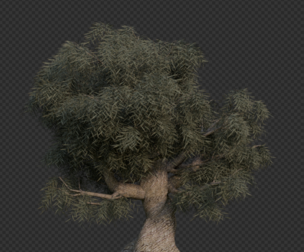 Crack Willow Tree