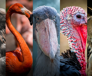 Birds Reference Pack For Artists 828 JPEGs noAI