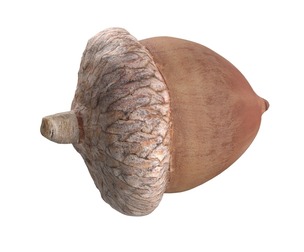 Acorn v2