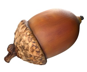 Acorn v3