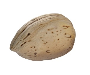 Almond shell v1