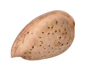 Almond shell v2