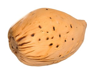 Almond shell v3
