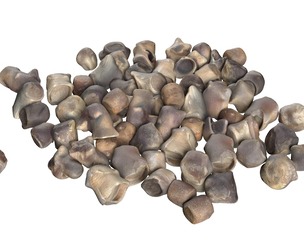 Beet Seed