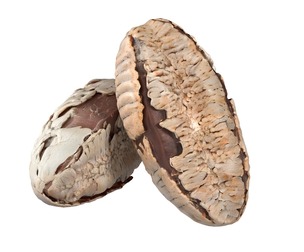 Brazilian nut shell