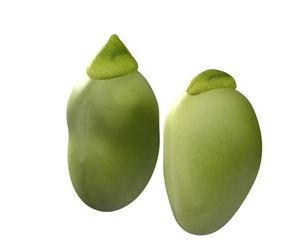 Broad bean