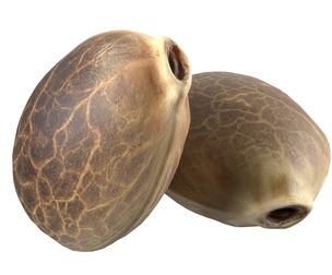 Cannabis seed