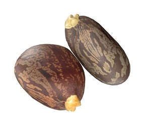 caster seed