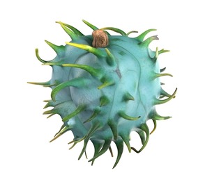 Caster seed fruit v1