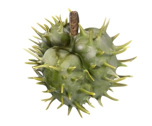 Caster seed fruit v2