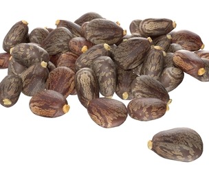 Caster seed pile