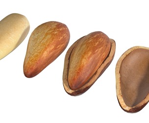 Cedar Nut