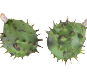 Chestnut green