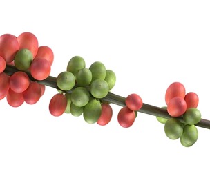 Coffee bean stem