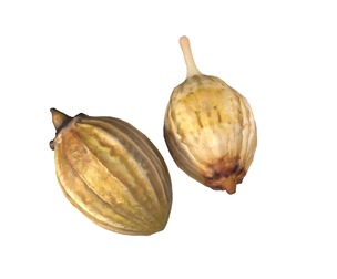 Coriander seeds