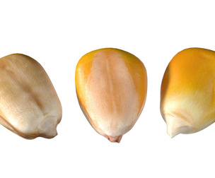 Coorn seeds