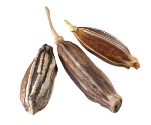 Cumin