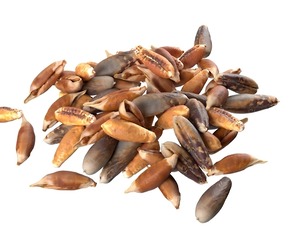 Date seed pile