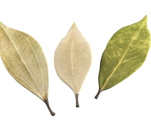 Dried bay leaves