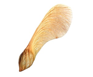 Dry maple seed v1