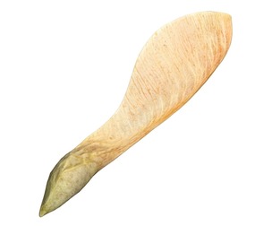 Dry maple seed v2