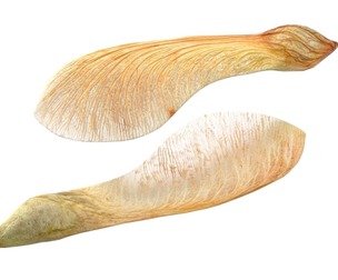 Dry maple seeds