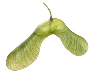 Green Maple seed