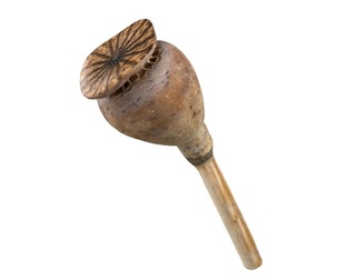 Dry Poppy Seed