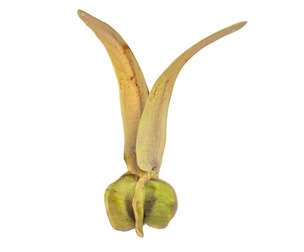 Flying Seed Diptocarpus alatus