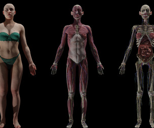 Female Complete Anatomy