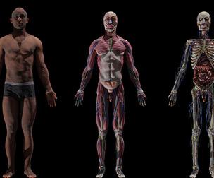 Black Male Complete Anatomy Basemesh