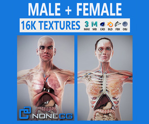 Human Male & Female Complete Anatomy