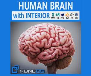 Human Brain Anatomy