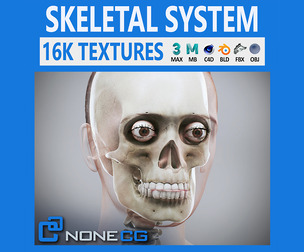Human Female Skeletal Anatomy