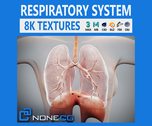 Human Female Respiratory Anatomy