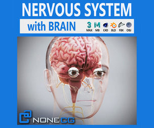 Human Female Nervous Anatomy