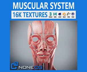 Human Female Muscular Anatomy