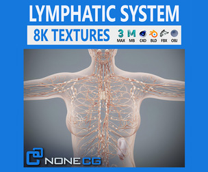 Human Female Lymphatic Anatomy