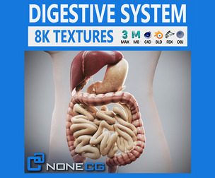 Human Female Digestive Anatomy