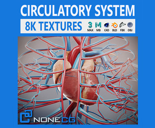Human Female Circulatory Anatomy