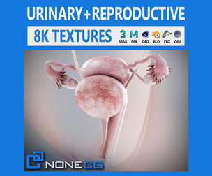Human Female Urinary and Reproductive Anatomy