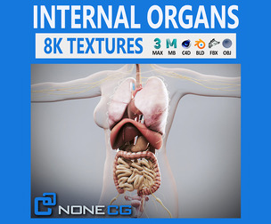 Human Female Internal Organs Anatomy