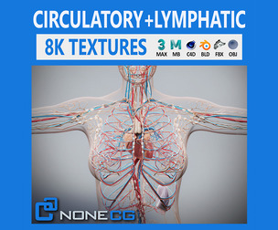 Human Female Circulatory and Lymphatic Anatomy