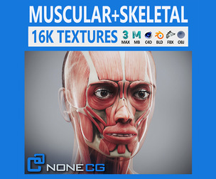 Human Female Skeletal and Muscular Anatomy