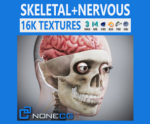 Human Female Skeletal and Nervous Anatomy
